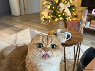 British Shorthair cats Rehome the cutest BSH - Advert 2