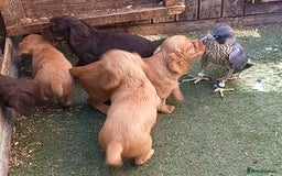 Cocker Spaniel dogs for sale: Beautiful kc reg cocker spaniels - Image 4