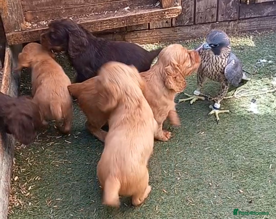 Cocker Spaniel dogs for sale: Beautiful kc reg cocker spaniels - Image 4
