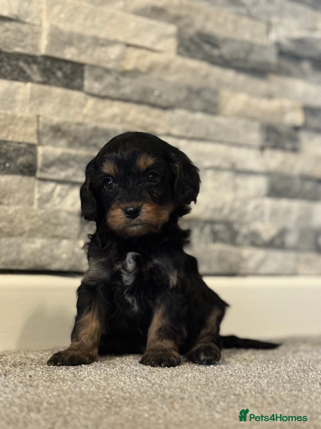 Cavapoo dogs for sale: Lavender  and rose gold merle cavapoos   - Advert 4