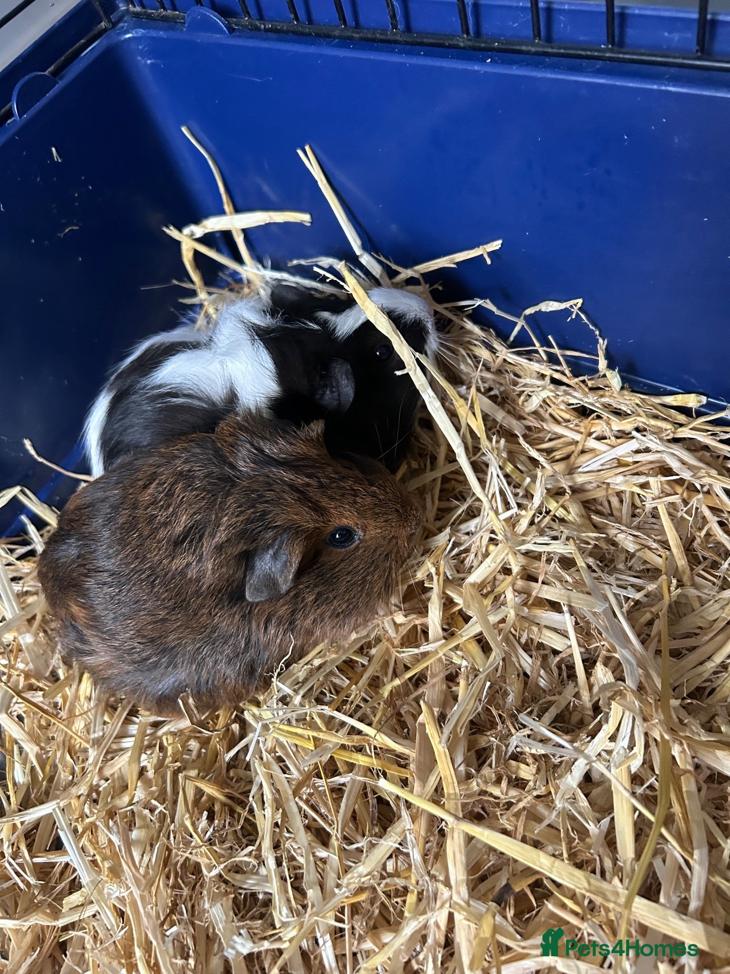 Guinea Pig rodents for sale: Guinea pigs and full set up  - Advert 1