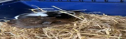 Guinea Pig rodents for sale: Guinea pigs and full set up  in Tamworth - Advert 1