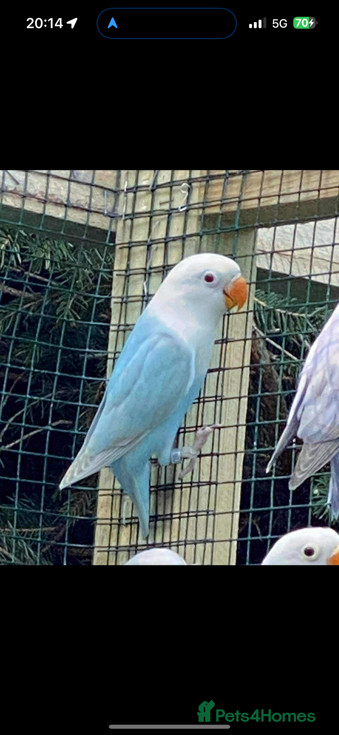 Lovebirds birds for sale: Lovebirds from Germany  - Advert 1