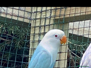 Lovebirds birds Lovebirds from Germany - Advert 1