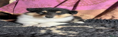 Rough Collie Puppy 2