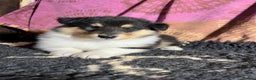 Rough Collie dogs for sale: Rough Collie puppies for sale - Advert 2