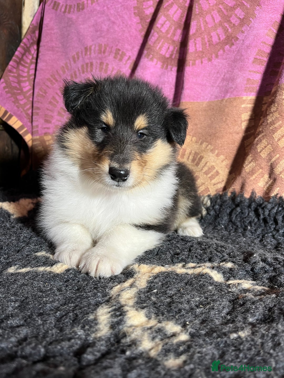 Rough Collie dogs for sale: Rough Collie puppies for sale - Advert 2