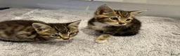 Mixed Breed cats for sale: Three beautiful kittens  - Advert 3