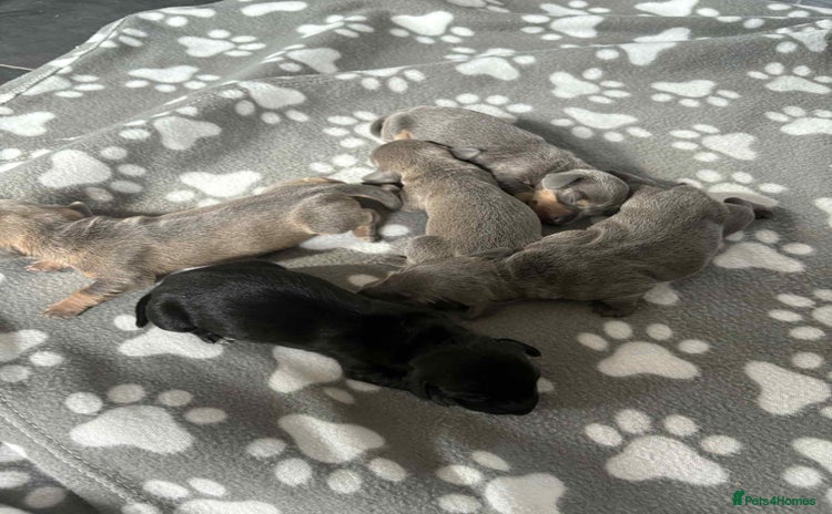 Dachshund dogs - Advert 1
