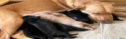 Labrador Retriever dogs for sale: Confident, Clever KC Labrador Puppies - Advert 8