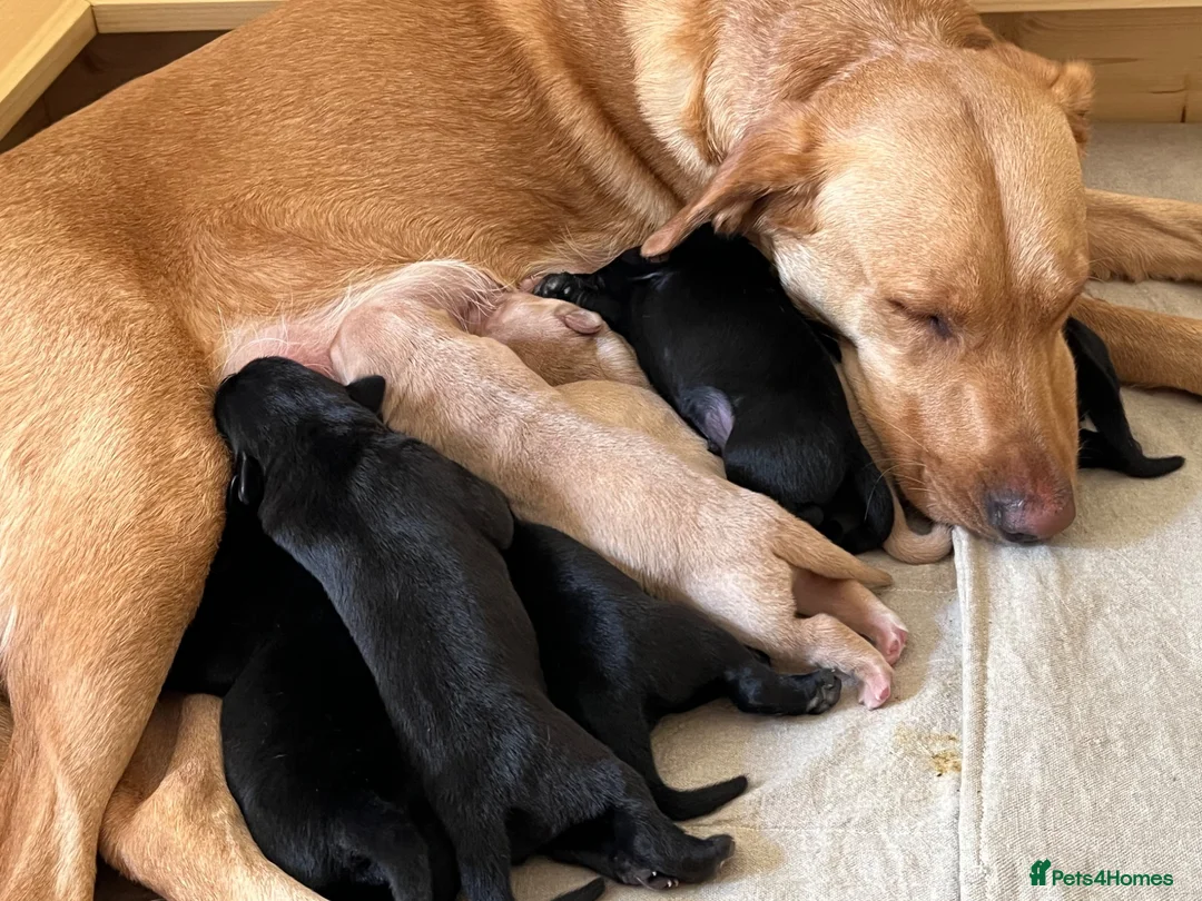 Labrador Retriever dogs for sale: Confident, Clever KC Labrador Puppies - Advert 8