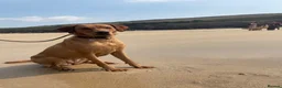 Labrador Retriever dogs for sale: 5 Year Old Girl Fox Red Lab in Cranbrook - Advert 6