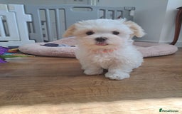 Maltese dogs for sale: Adorable Maltese Puppies For Sale❤️ - Image 3