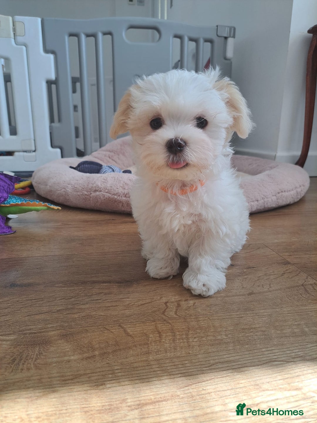 Maltese dogs for sale: Adorable Maltese Puppies For Sale❤️ - Image 3