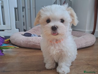 Maltese dogs - Advert 1