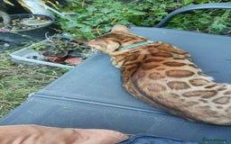 Bengal cats for sale: 🐆 Beautiful TICA Registered Bengal – SarI 🐆 - Image 5