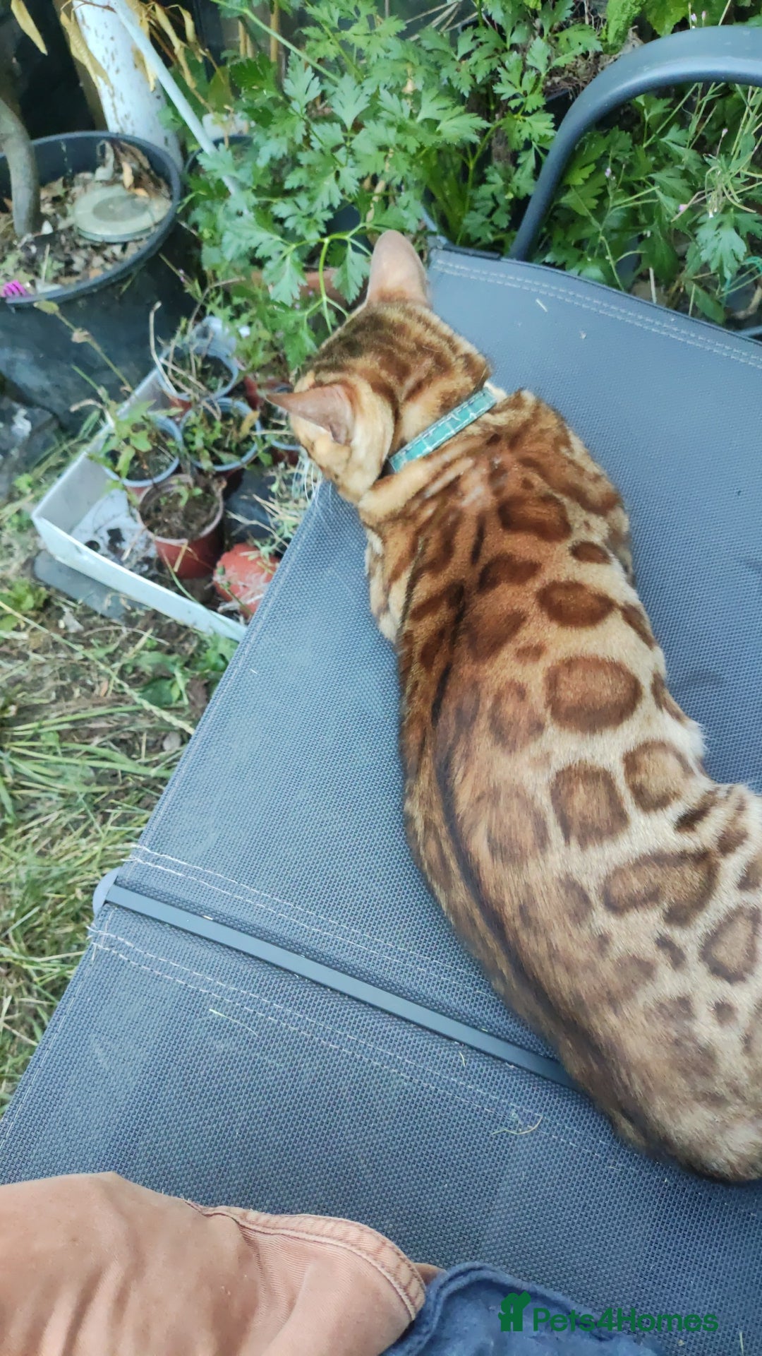 Bengal cats for sale: 🐆 Beautiful TICA Registered Bengal – SarI 🐆 - Image 5