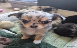 Chihuahua dogs for sale: Chihuahua Females - Merle - Image 9