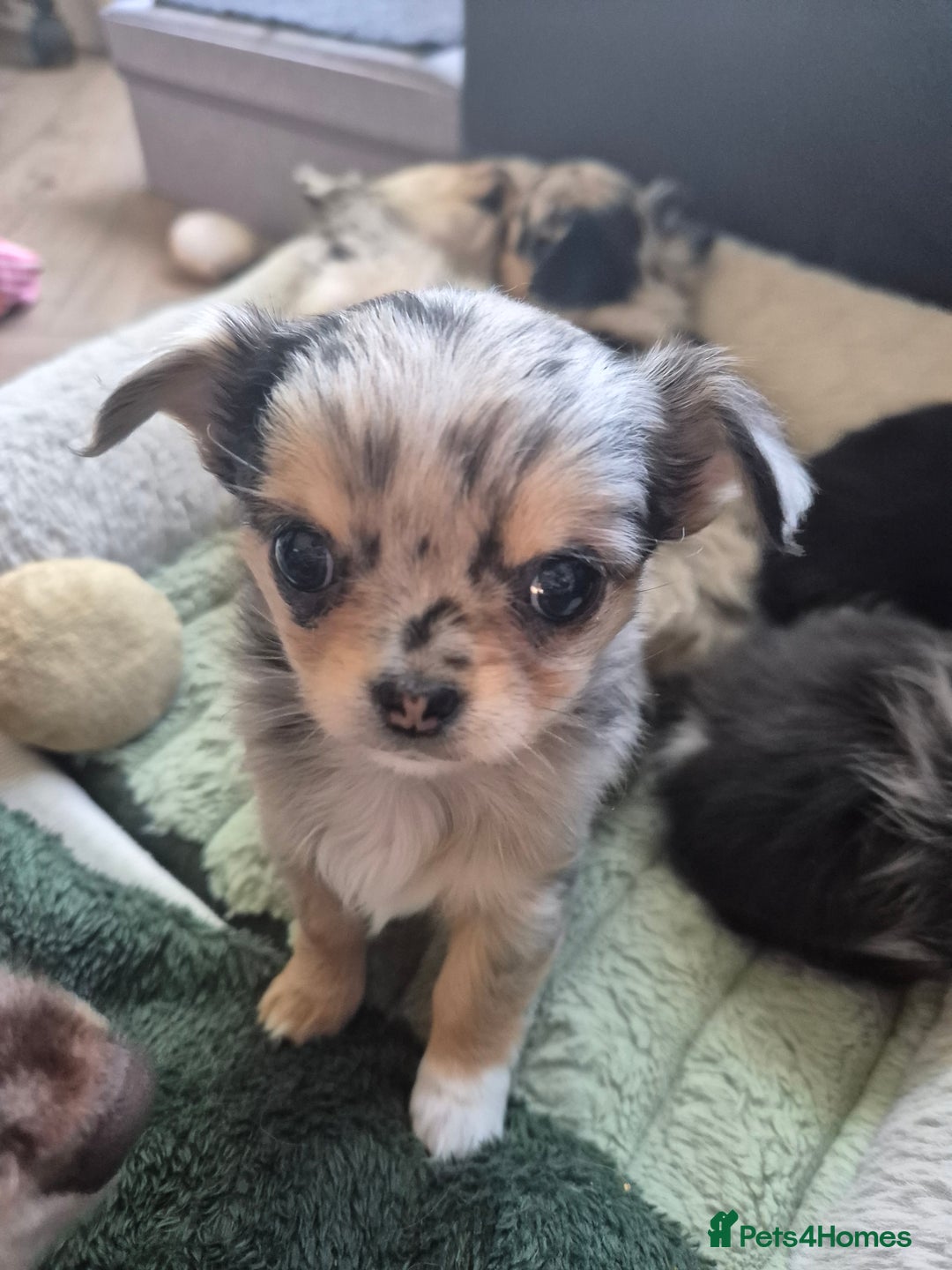 Chihuahua dogs for sale: Chihuahua Females - Merle - Image 9