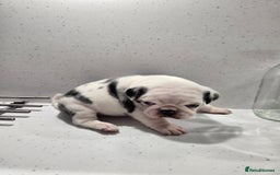 Pug dogs for sale: 3 pug puppies  - Image 13