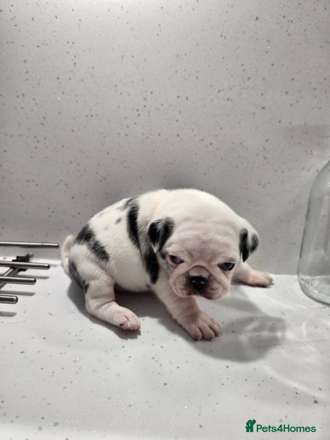 Pug dogs for sale: 3 pug puppies  - Image 13