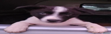 Border Collie 3