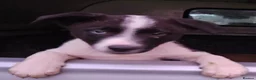 Border Collie dogs for sale: Beautiful Border Collie Puppies - Advert 18