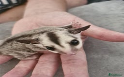 Sugar Glider rodents for sale: Breeding pair of  sugar gliders ready 13th sept   - Image 10