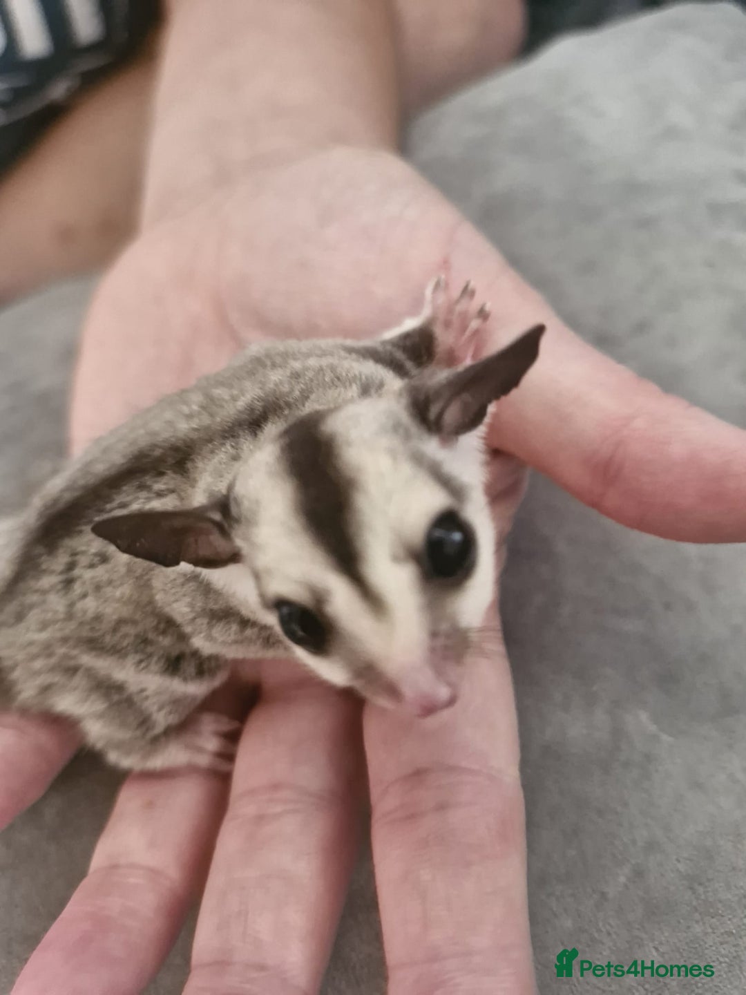 Sugar Glider rodents for sale: Breeding pair of  sugar gliders ready 13th sept   - Image 10