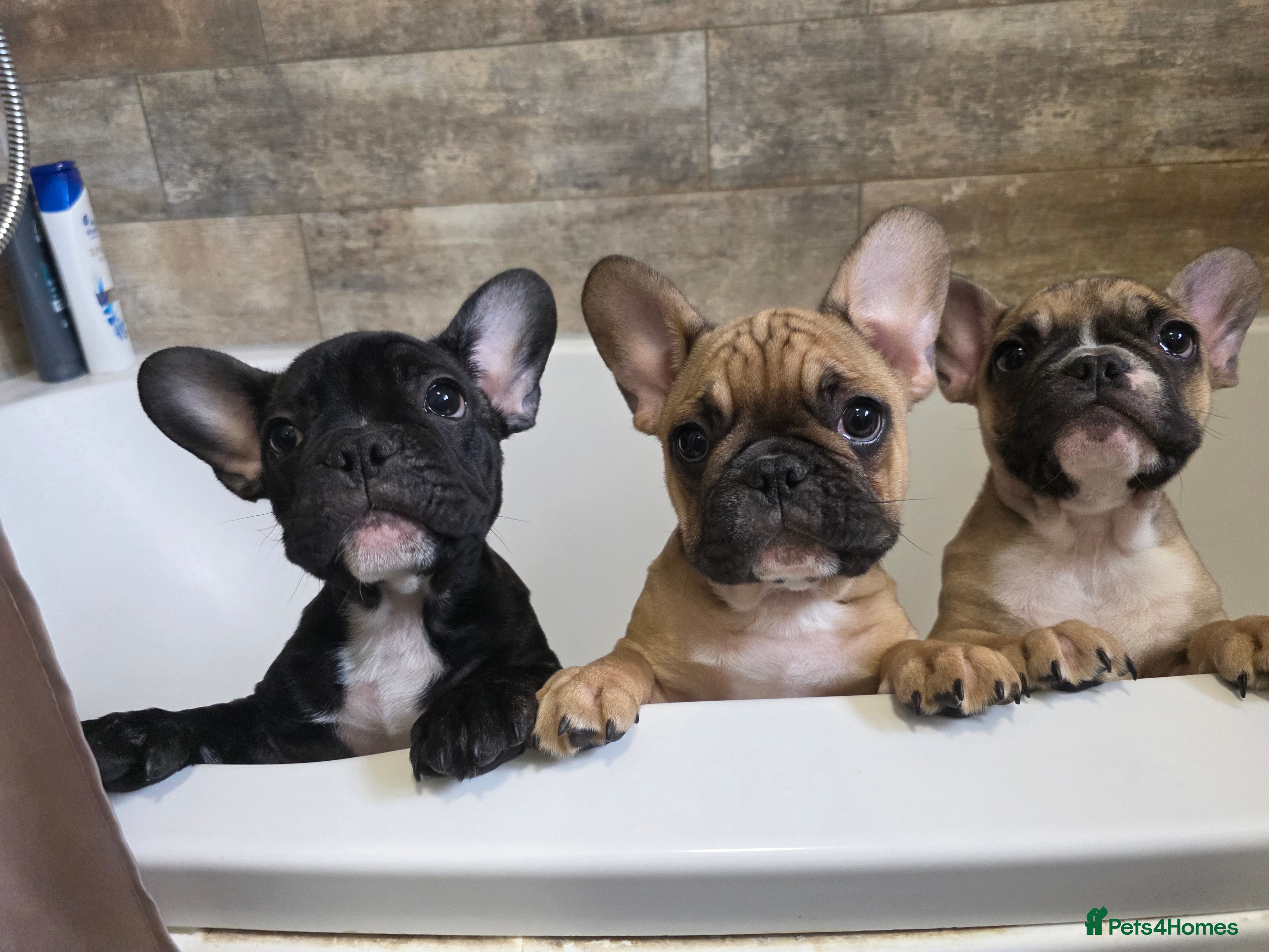 French Bulldog dogs Beautiful French bulldog  - Advert 3