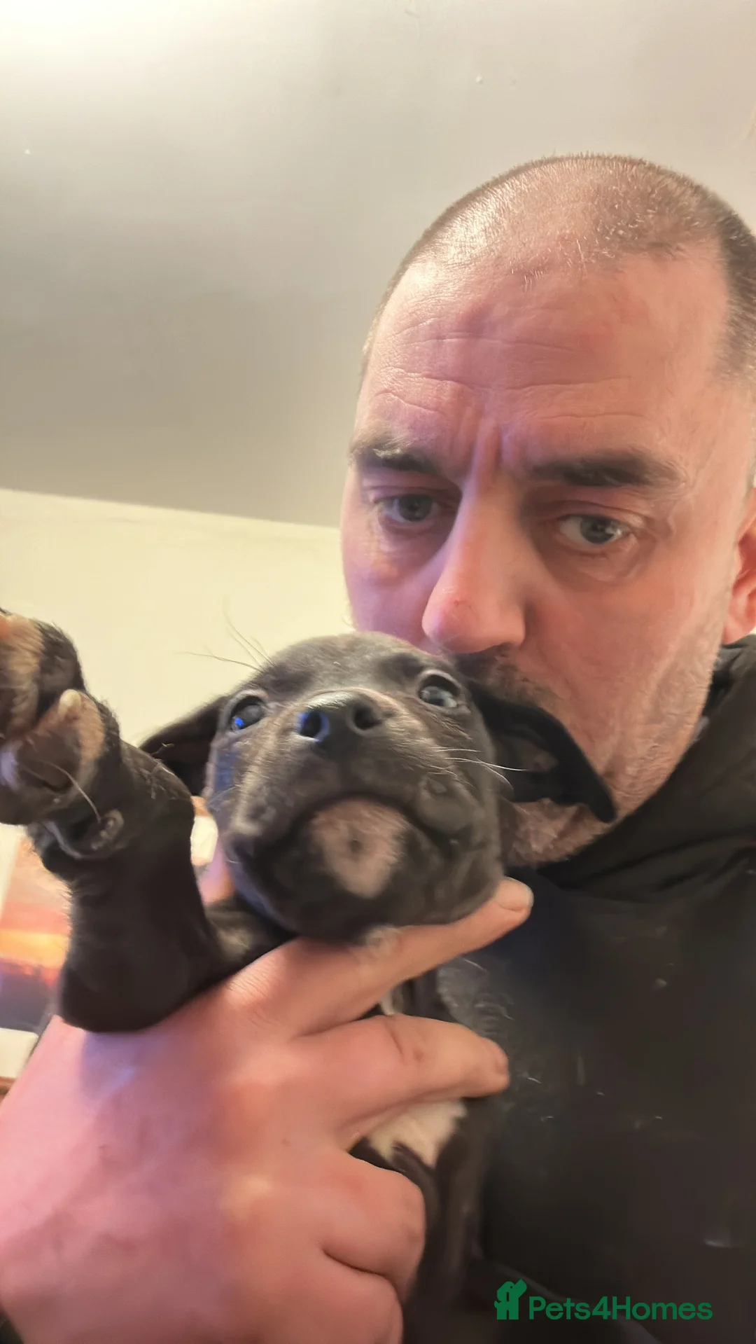 Staffordshire Bull Terrier dogs for sale: Puppies for sale - Advert 12