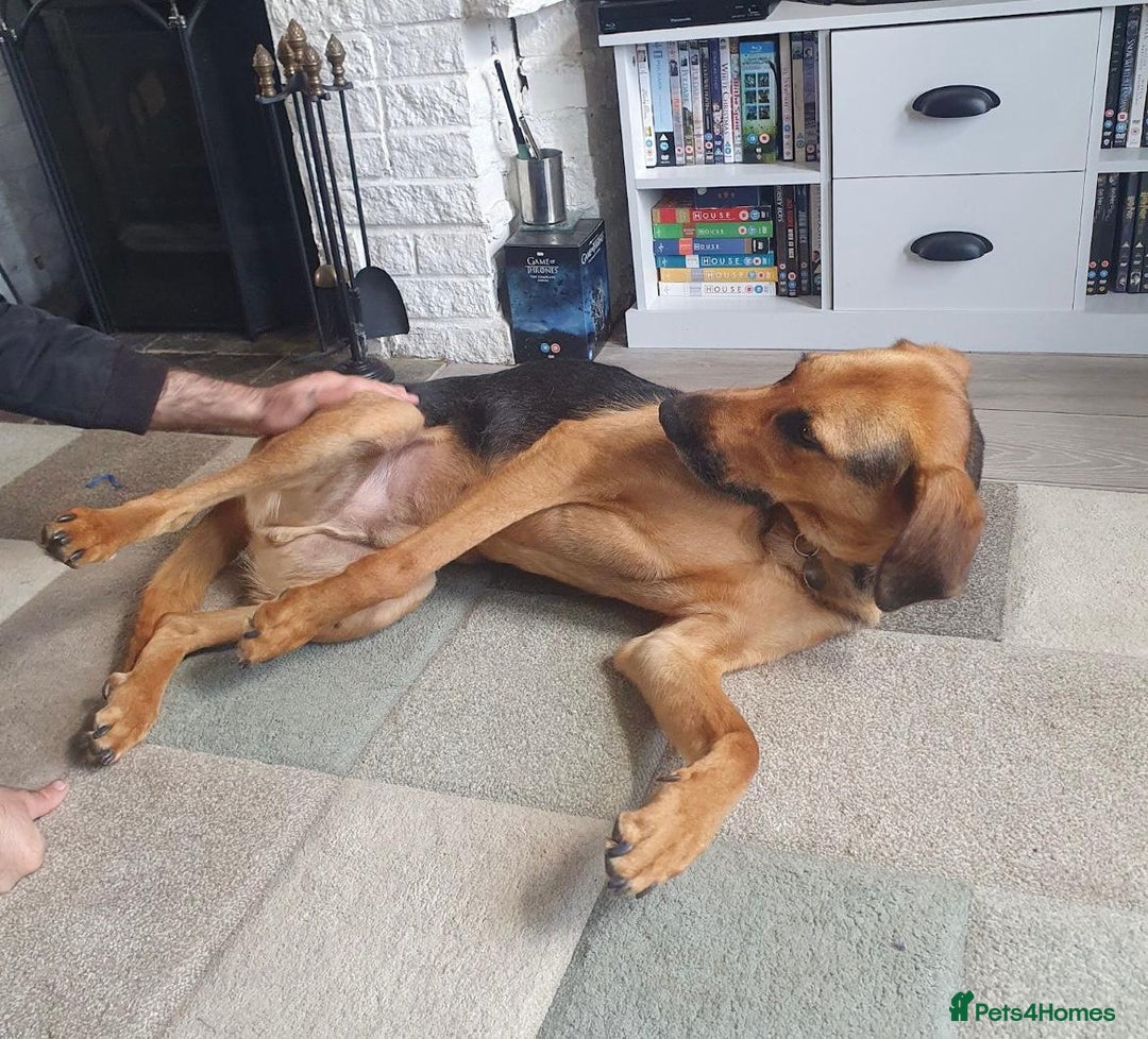 Mixed Breed dogs for sale: Baxter needs loving home  - Image 5