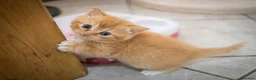 British Shorthair cats for sale: Adorable Kittens Ready For Reservation  in Leamington Spa - Advert 6