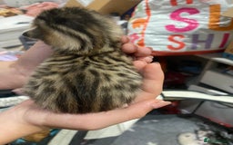 Bengal cats for sale: Bengal Cross Kittens  - Image 30