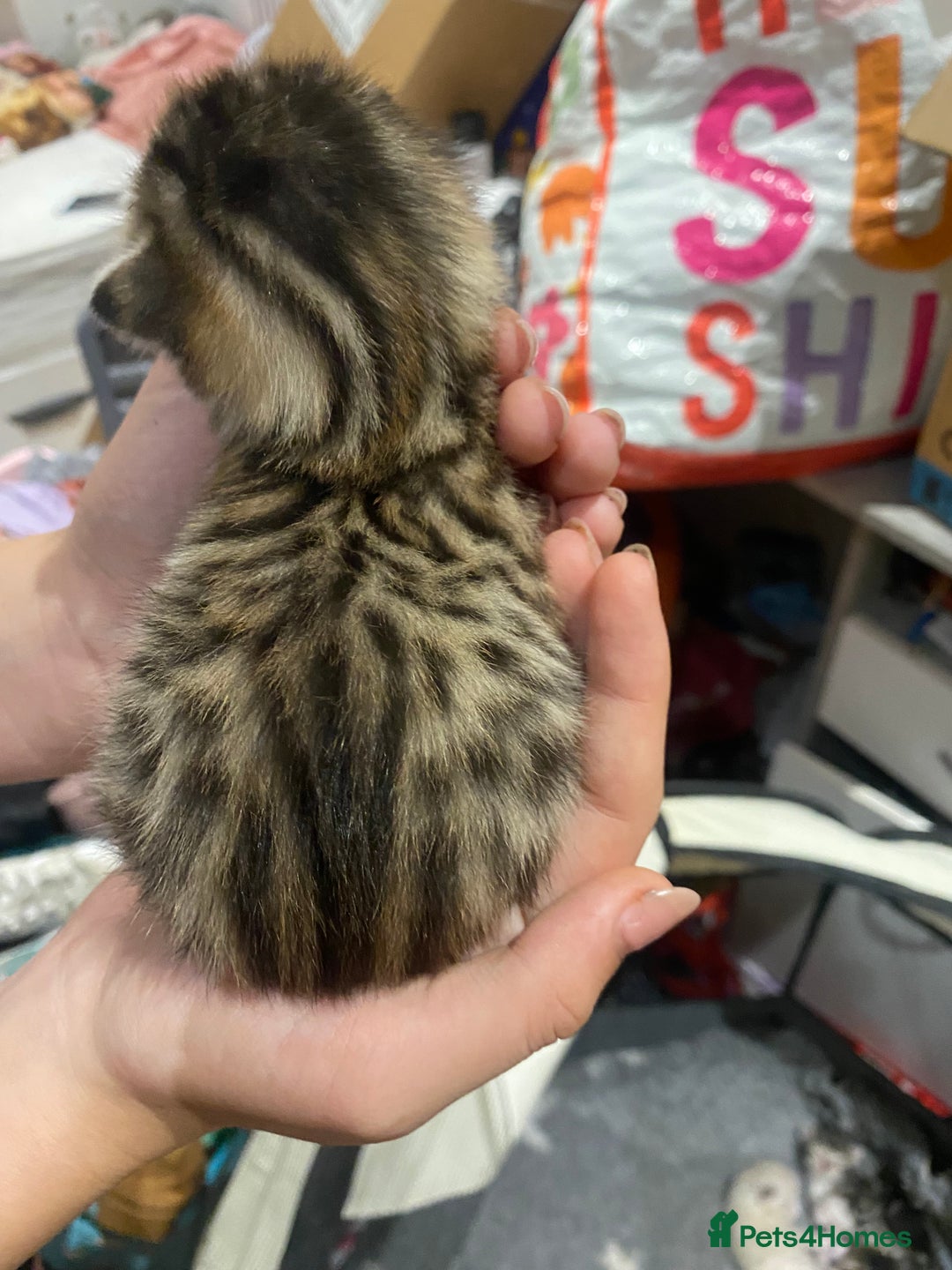 Bengal cats for sale: Bengal Cross Kittens  - Image 30