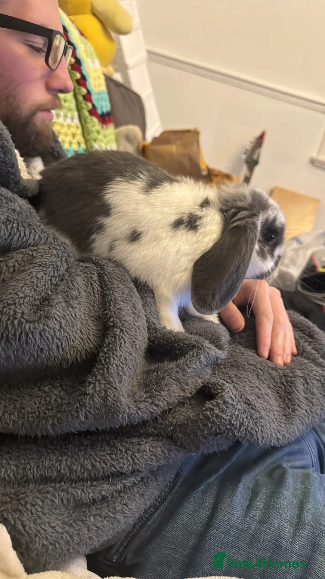 French Lop rabbits for sale: Holland lop for sale in Derby - Advert 2