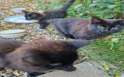 British Longhair cats for sale: Kittens Looking for Loving Homes 🐾 30£ - Image 3