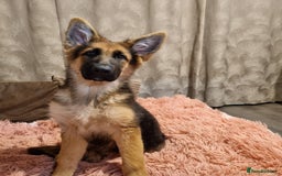 German Shepherd dogs for sale: German Shepherd female - Image 4