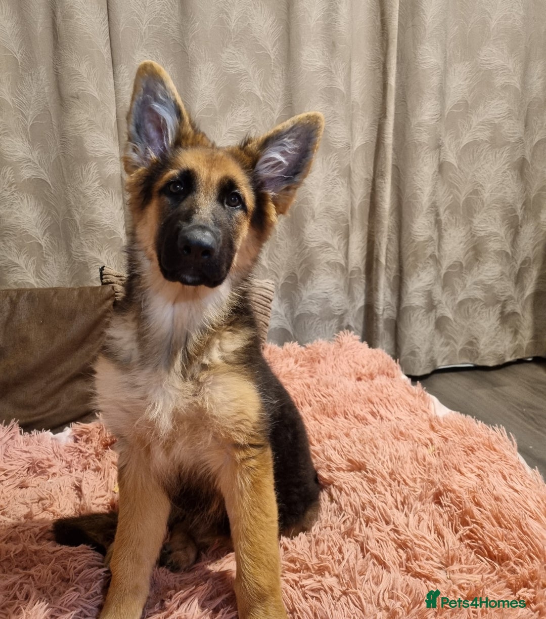 German Shepherd dogs for sale: German Shepherd female - Image 4