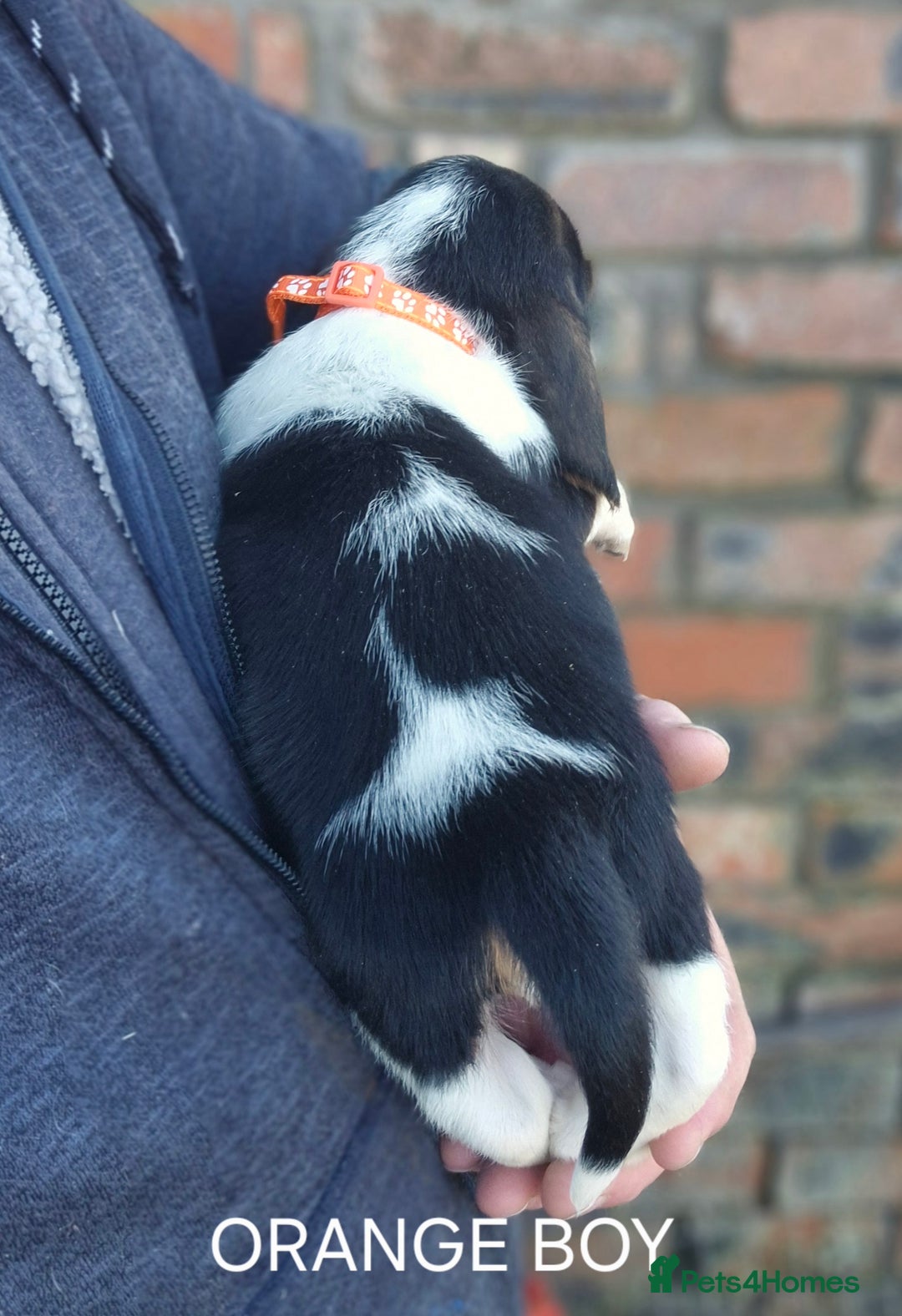Basset Hound dogs for sale: KC BASSET HOUND PUPPIES FROM HEALTH TESTED PARENTS - Advert 5