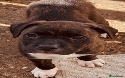 Mixed Breed dogs for sale: The Last 3 babies  - Advert 4