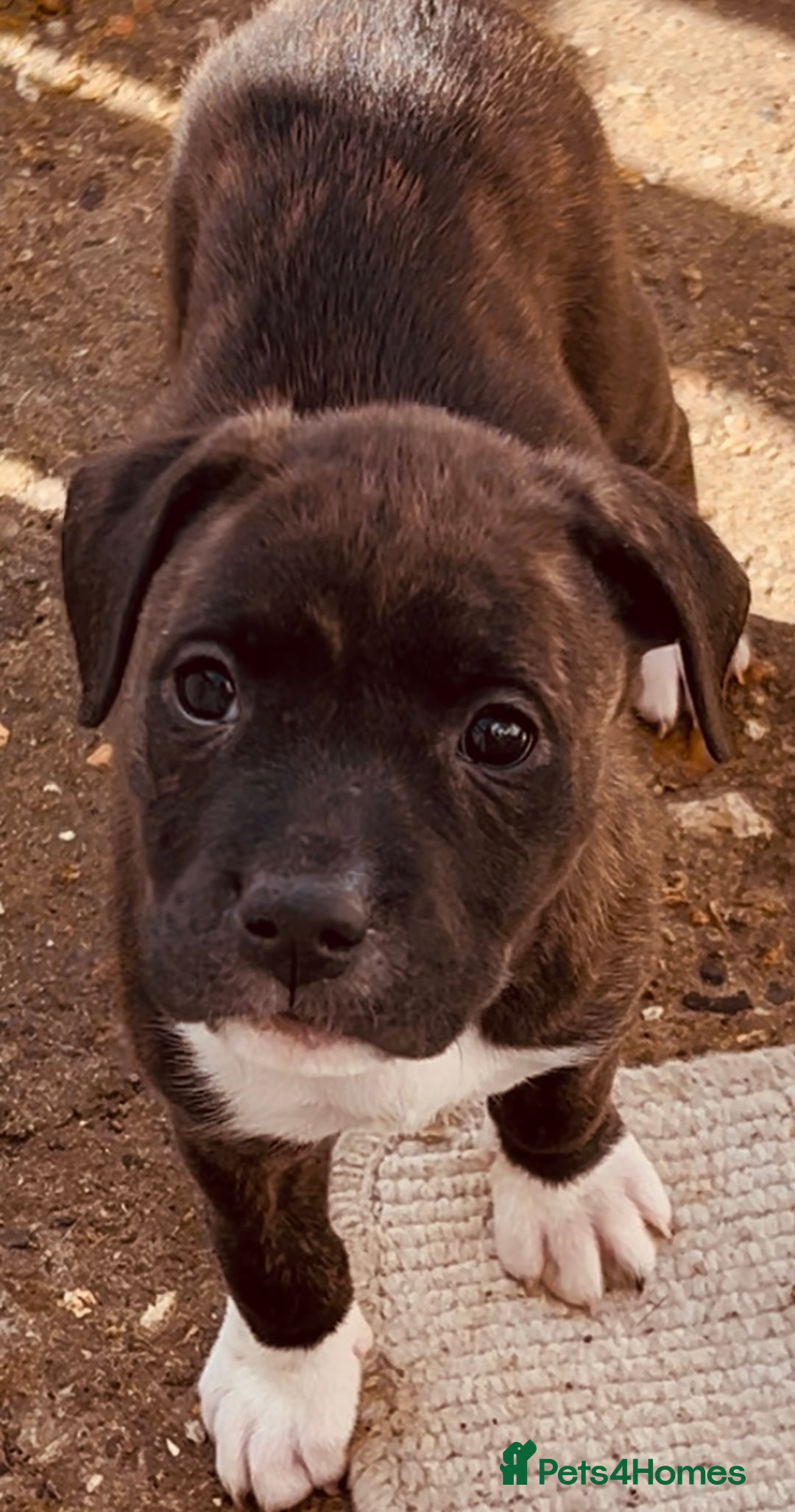 Mixed Breed dogs for sale: The Last 3 babies  - Advert 4