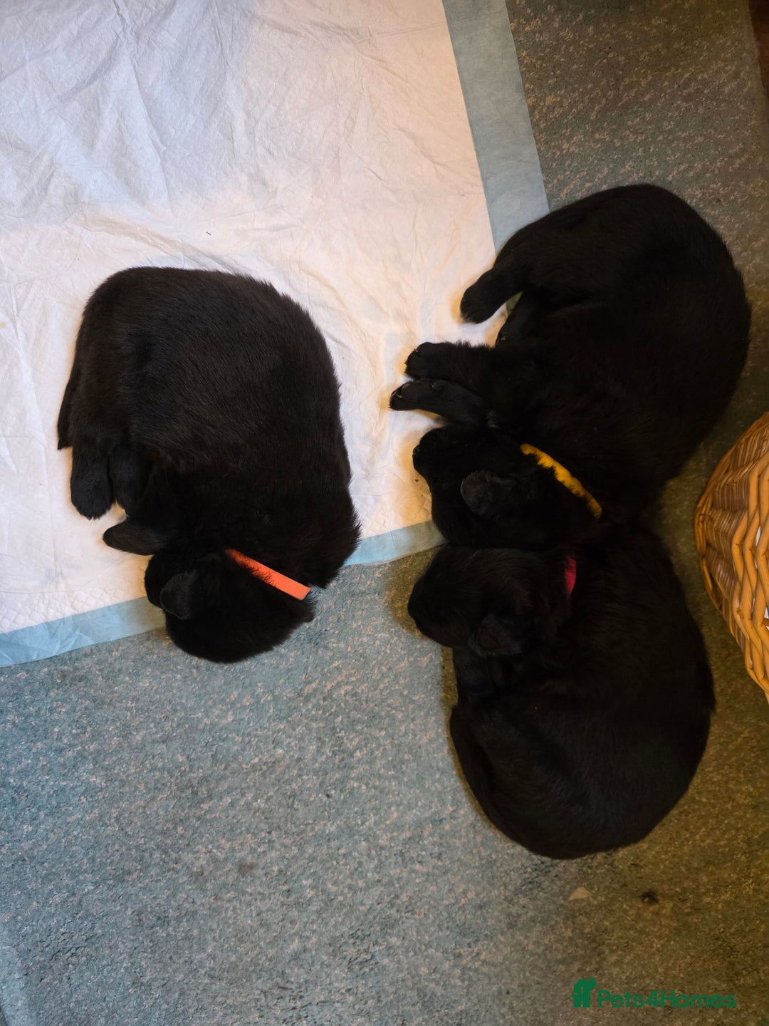German Shepherd dogs for sale: Rare All-Black GSD Girls - Parents Owned & Present - Advert 11