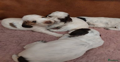 Cocker Spaniel dogs - Advert 12