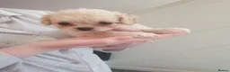 Chipoo dogs for sale: Adorable chihpoo puppies.  - Advert 13
