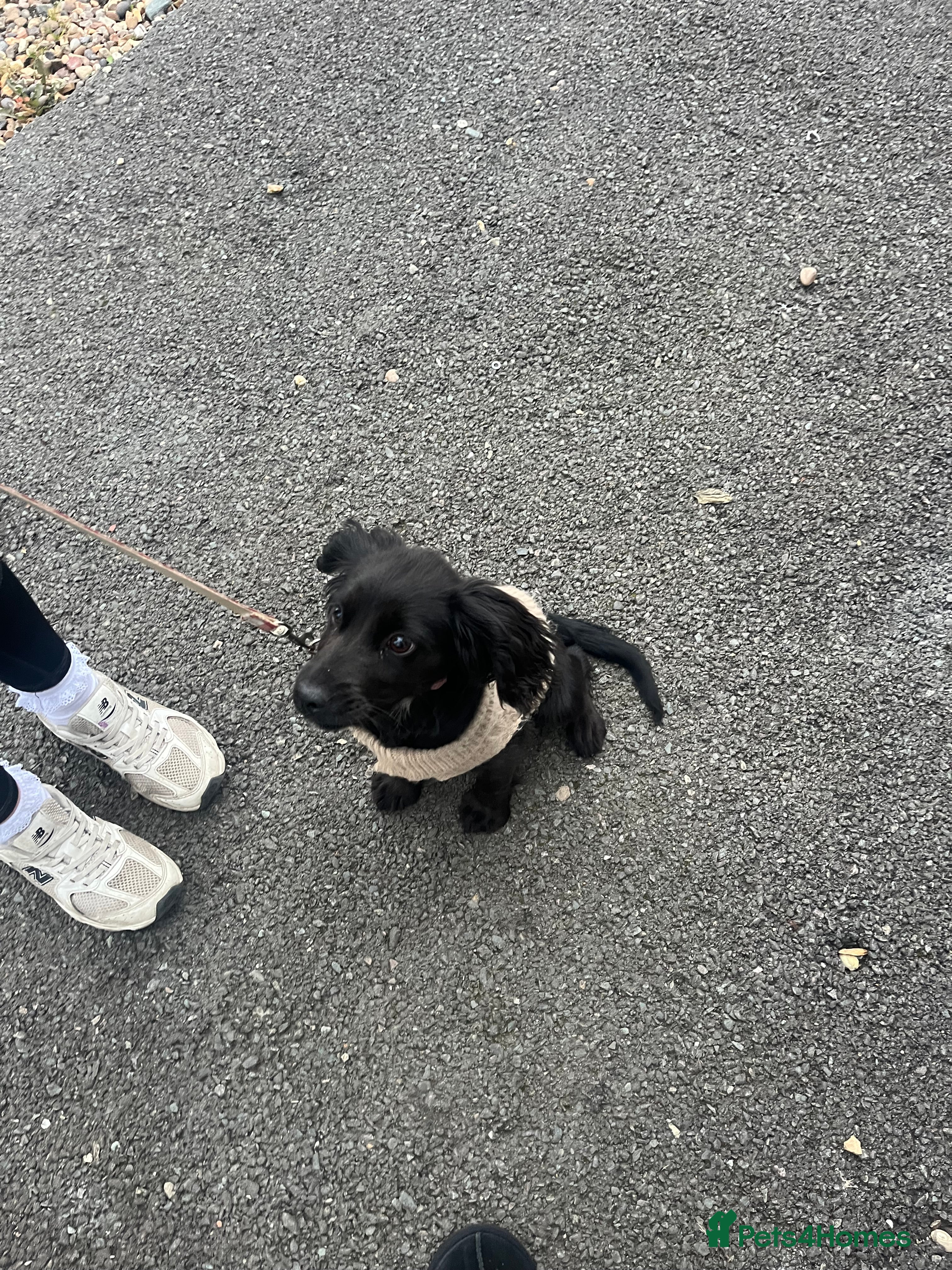 Cocker Spaniel dogs Cocker spaniel - Advert 6