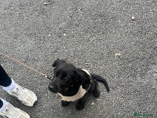 Cocker Spaniel dogs - Advert 12