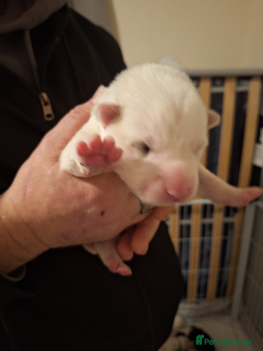 Siberian Husky dogs for sale: 7 SIBERIAN HUSKYS, 4 BOYS, 3 GIRLS - Advert 6