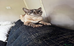 Bengal cats for sale: Snowy bengal - Image 2