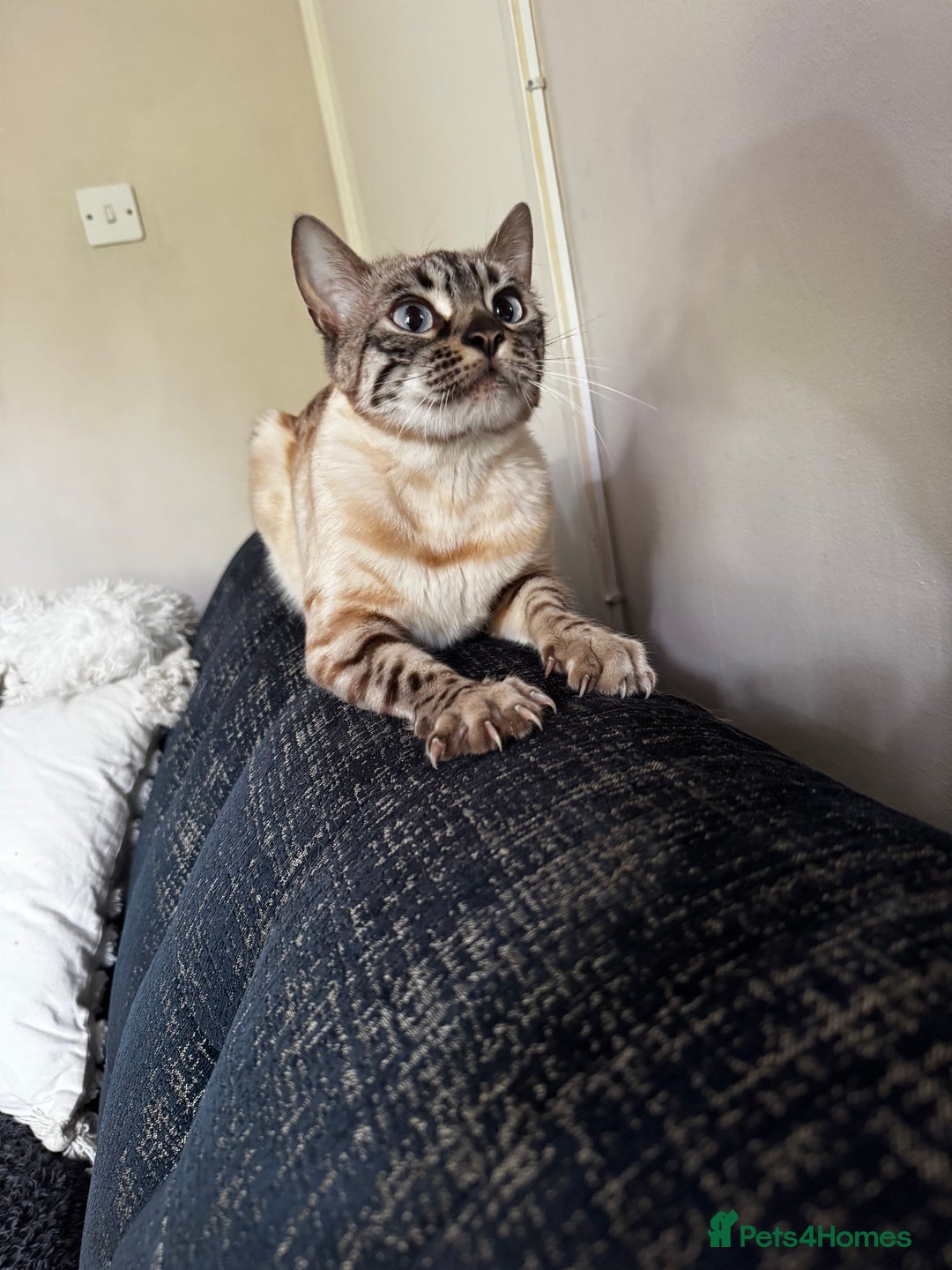 Bengal cats for sale: Snowy bengal - Image 2